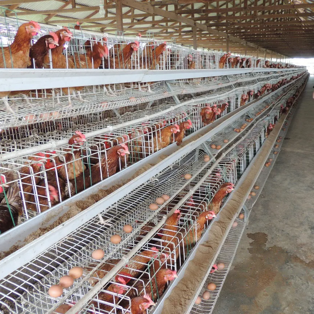 Ferme et matériel d'élevage