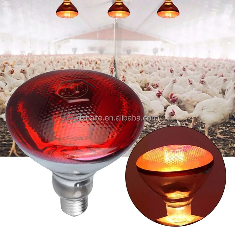 Lampe Infrarouge Chauffante 250W pour Élevage Volailles Poulets Canards 220V