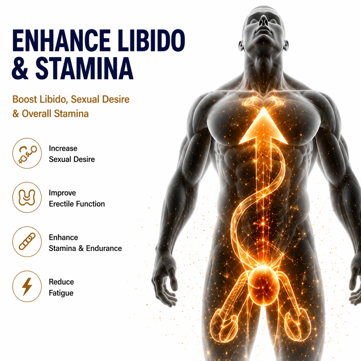 Complément Vitalité Masculine Cistanche Qidan – Énergie & Immunité | 60 Pilules