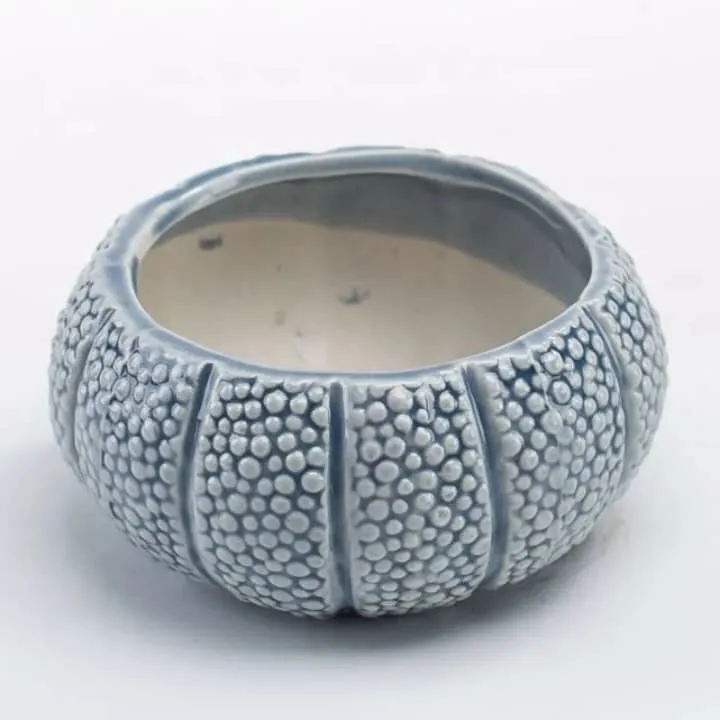 Pot Oursin Marin – Texture Réaliste
