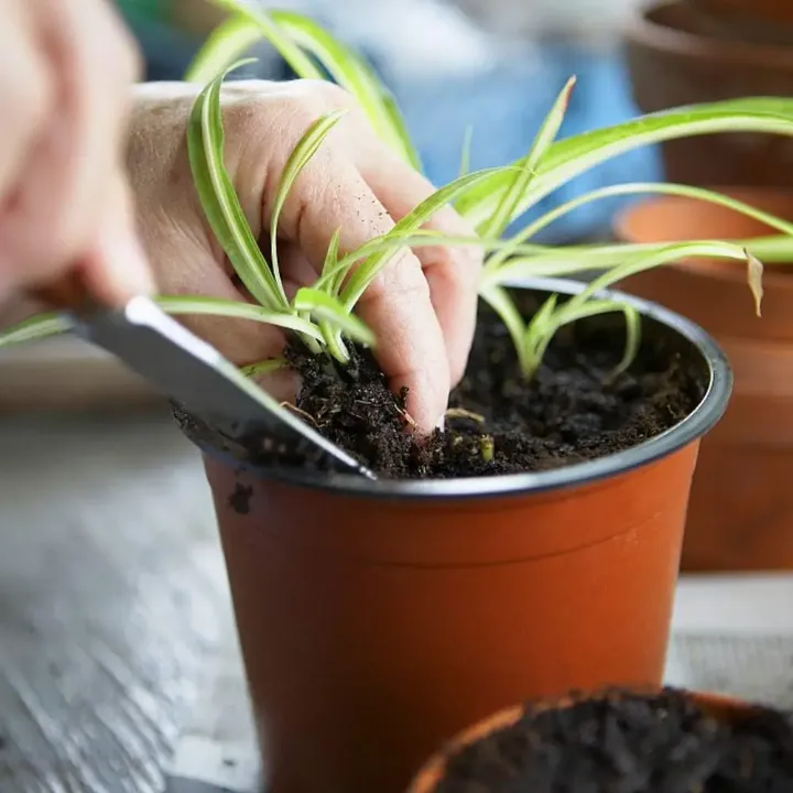 Pots de Pépinière en Plastique Rouge – Avec Trous de Drainage et Soucoupe, Idéal pour Fleurs, Plantes et Légumes